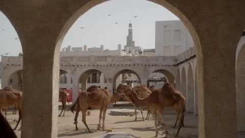 Camels in Doha old town Stock Footage 236929380