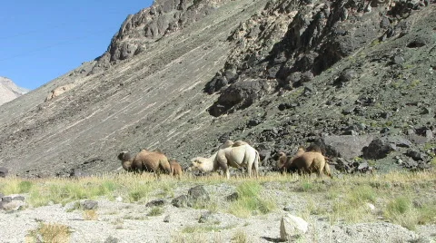 Camels double hump Stock Footage 573989