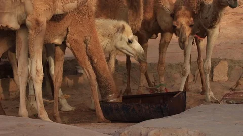 Camels Drinking from a Desert Well Vídeo Stock 107698848