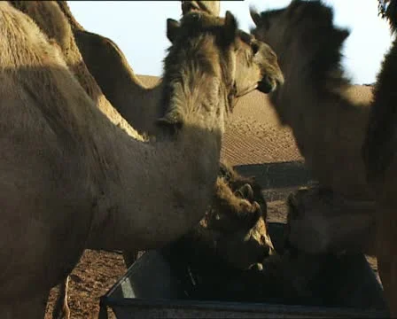 CAMELS drinking Stock-Footage 20474606