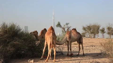 Camels in Dubai Vidéo 45486442