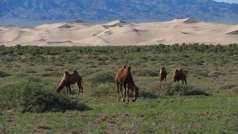 Camels with dunes in background Stock Footage 88516382