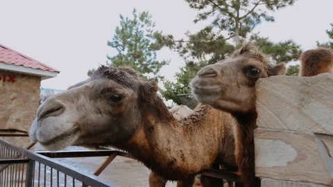 Camels eat a cookie from a man's hand through a fence at the zoo Stock Footage 160924318