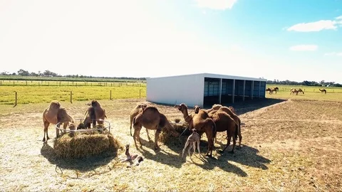Camels eat the grass in the paddock - view from the bird's eye Stock Footage 73429803