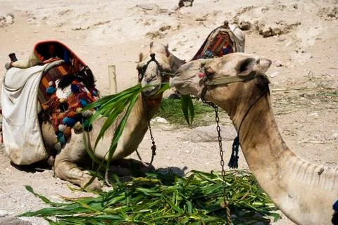 Camels eating Stock Photos