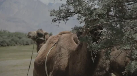 Camels eating tree Stock Footage 59157409