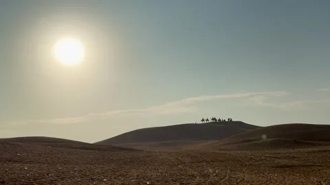Camels in the Egypt, sunset Stock-Footage 312621672