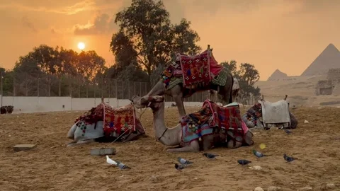 Camels in the Egypt, sunset. Stock-Footage 312621680