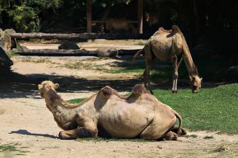 Camels in an enclosure Stock Photos