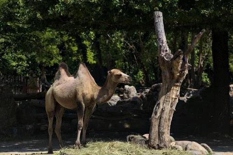 Camels in an enclosure Stock Photos