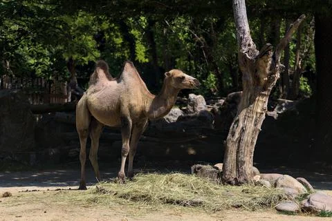 Camels in an enclosure Stock Photos