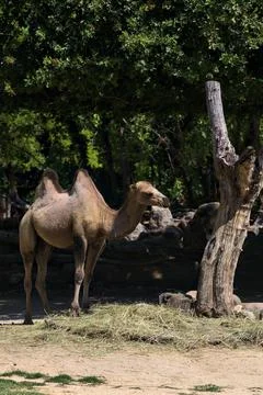 Camels in an enclosure Stock Photos