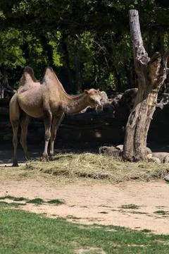 Camels in an enclosure Stock Photos