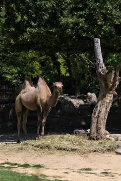 Camels in an enclosure Stock Photos