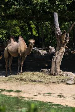 Camels in an enclosure Stock Photos