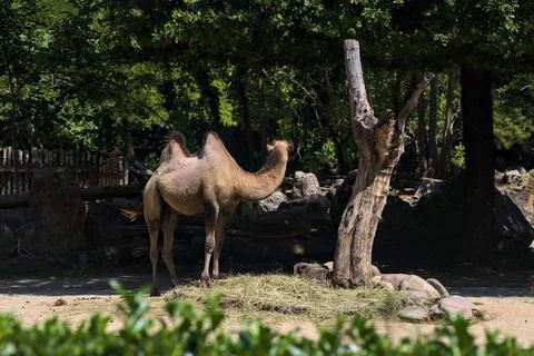 Camels in an enclosure Stock Photos