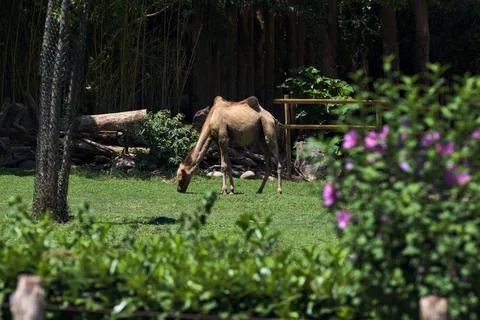 Camels in an enclosure Stock Photos