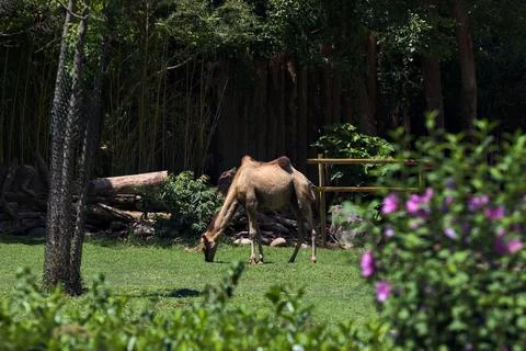 Camels in an enclosure Stock Photos