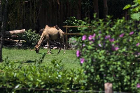Camels in an enclosure Stock Photos