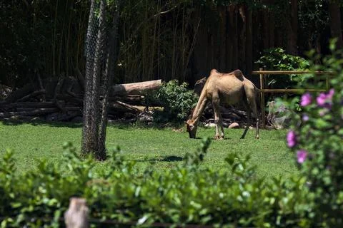 Camels in an enclosure Stock Photos