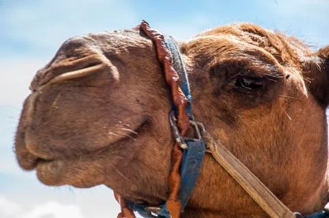 Camels eye Stock-Fotos
