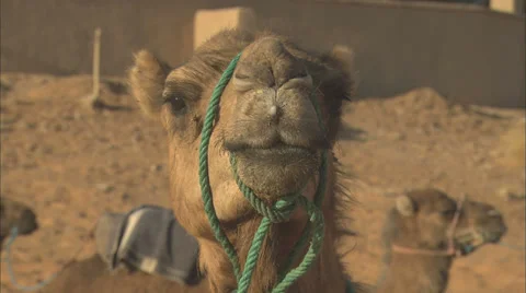 Camel's face, looking to camera then turing away. Stock Footage 38606551