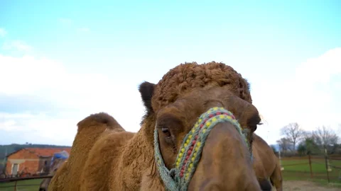 Camels in a farm close up, su01 스톡 동영상 106610238
