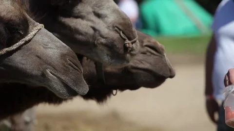 Camels on farm Stock Footage 81062757