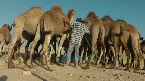 Camels Feeding 1 Stock Footage 22034977