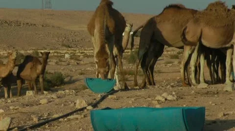 Camels Feeding 2 Stock Footage 22037484