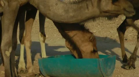 Camels Feeding 3 Stock Footage 22037947