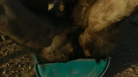 Camels Feeding 5 - CLOSEUP Stock Footage 22038216