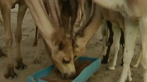 Camels Feeding 6 Stock Footage 22038971