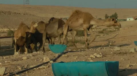 Camels Feeding 7 Stock Footage 22039530