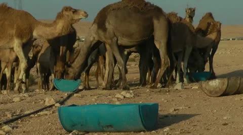 Camels Feeding 8 Stock Footage 22040667