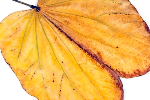 Camels Foot Leaf Patterns and Textures with Dark Edges Stock Photos