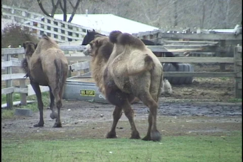 Camels Stock Footage 296961