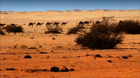 Camels Stock Footage 1340431