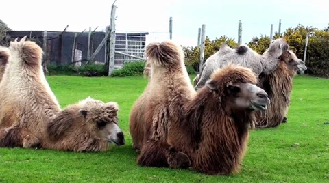 Camels Vidéo 32881139