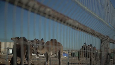 Camels Video stock 104718852