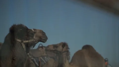 Camels 스톡 동영상 104718861