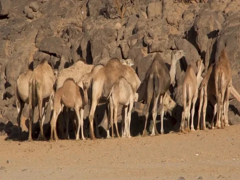 Camels Stock Footage 112775596