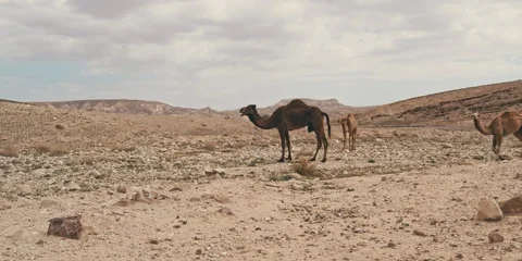 Camels Stock Footage 113383254