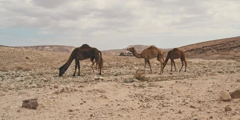 Camels Stock Footage 113383272