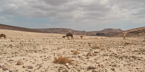 Camels Video stock 113383288