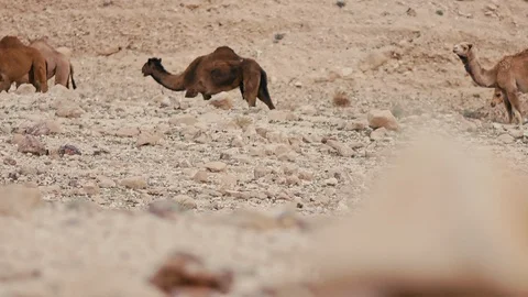Camels Stock Footage 113383312