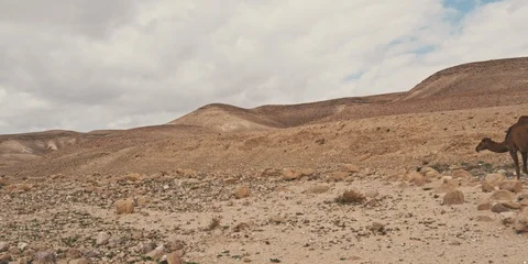 Camels 스톡 동영상 113383317