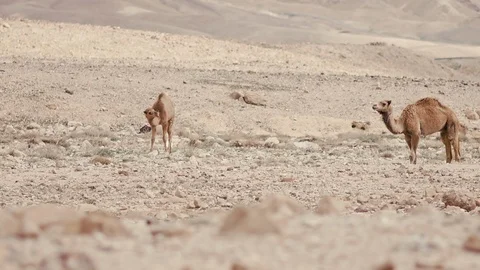 Camels Stock Footage 113383324