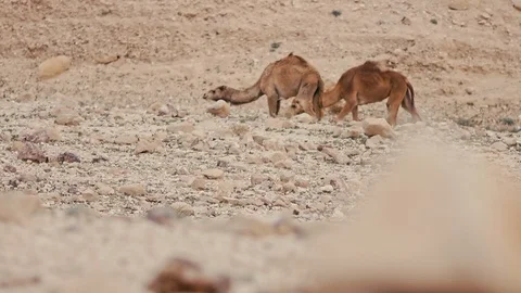 Camels Stock Footage 113383332