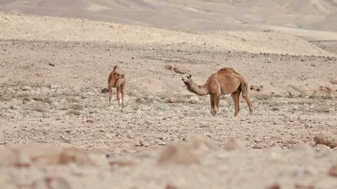 Camels Stock Footage 113383342